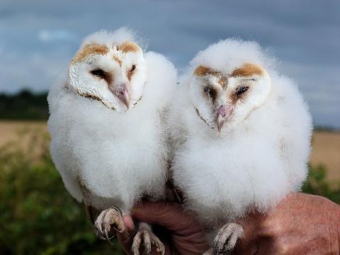 Barn Owl Monitoring. Photo: Essex Wildlife Trust