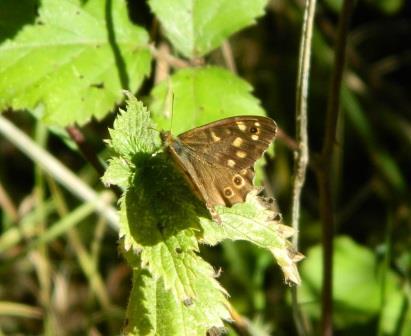 Speckled Wood Butterfly. Photo: Lorna Shaw