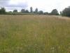 Wildflower meadow in Stebbing, Essex.